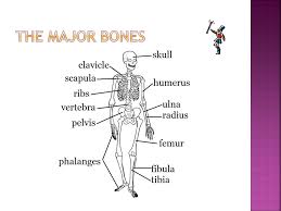 Want to learn all of the bones in the human body? All About Our Skeletal System Bones Help You Stand Walk And Run Bones Also Protect Important Organs Bones Also Works With The Muscles And Other Ppt Download