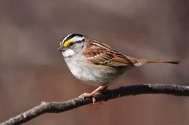 Wings are brown with two pale bars. White Throated Sparrow Wikipedia