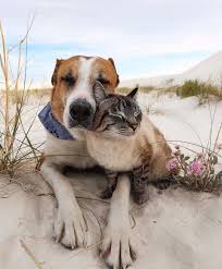 Henry Baloo On Instagram Caught Baloo Lovin On Henry Cute Cats And Dogs Animals Friends Animals Friendship