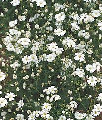 For this article, we'll be referencing the prices found in los angeles dispensaries, so be aware prices. Growing Baby S Breath Annual Flowers Gardening Tips And Advice Burpee