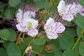 Image result for Capparaceae