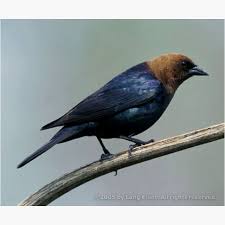 Black And White Spotted Bird Ohio Brown Headed Cow Bird Backyard Birds Wild Birds Birds