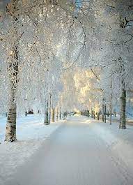 Your magical scene winter stock images are ready. Beautiful Branches Covered In Snow Winter Landscape Winter Scenes Winter Wonder