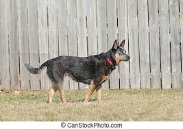 Die französische bezeichnung ist berger blanc suisse. Blauer Heelerhund Im Wintergras Brauner Gras Hintergrund Mit Einem Blauen Heeler Queensland Heeler Oder Australischen Canstock