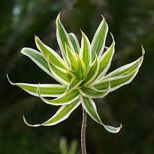 We did not find results for: Dracaena Reflexa Song Of India Pleomele Reflexed Dracaena Hawaiian Plants And Tropical Flowers Flowering Plants In India Hawaiian Plants Foliage Plants