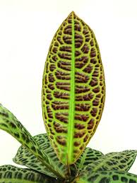 Image result for Ardisia staudtii