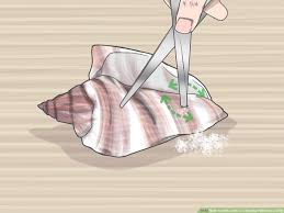 I know very little about anything related to networking, and have no idea where to start. How To Drill A Hole In A Seashell Without A Drill 11 Steps