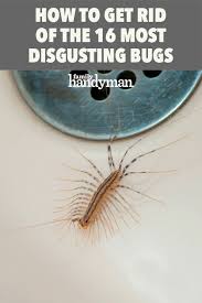 The 16 Most Disgusting House Bugs And How To Get Rid Of Them In 2020 House Bugs How To Get Rid Bugs