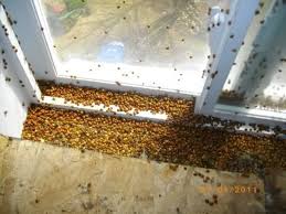 Get Rid Of An Invasion Of Ladybirds With These 4 Ultra Efficient Methods Granny S Tips Ladybird Invasion Life Hacks