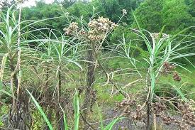 Image result for Cyanotis longifolia