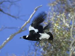 Magpie attacks can cause injuries, typically wounds to the head. Man Dies After Swooping Magpie Causes Him To Crash Bicycle The Independent The Independent