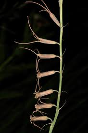 Image result for Dipcadi viride