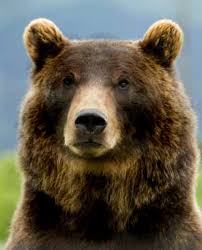 Pin By Robert Kelly Fine Art On Animals And Nature Grizzly Bear Facts Bear Face Grizzly Bear