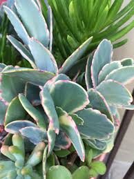 Kalanchoe Fedtschenkoi Marginata Succulents Succulents Garden Succulents In Containers