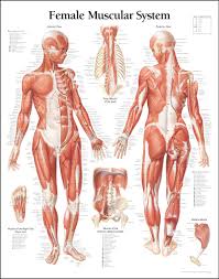 Women Muscle Diagram A Great Female Anatomy Reference For