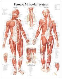 women muscle diagram a great female anatomy reference for