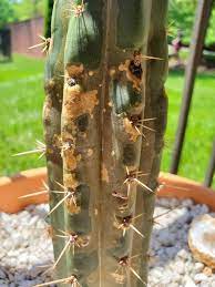 Some cacti like the cholla release dozens of spines in one area. What Are These Spots On My Trichocereus Peruvianus Cactiguide Com