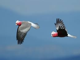 Australian Birds In Flight Images Galah Flying Google Search Animals Beautiful Animal Photo Galah Cockatoo