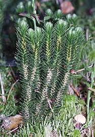 Image result for Huperzia dacrydioides