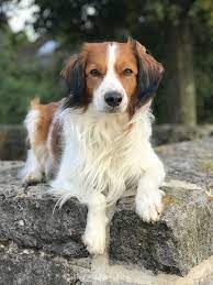 Nederlands kooikerhondje, what is a kooikerhondje page 4 line 17qq com. Hund Kooikerhondje Kooiker Kostenloses Foto Auf Pixabay