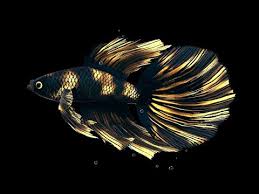 Betta fish need plants to replicate their natural ecoystems. Betta Fish Live Wallpaper Free Youtube
