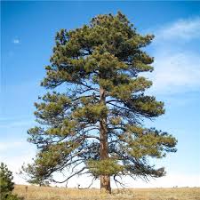 ponderosa pine tree on the tree guide at arborday org