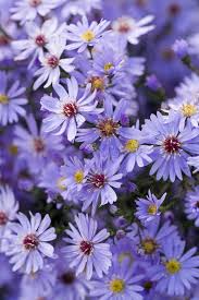 Check spelling or type a new query. 18 Best Fall Flowers And Plants Flowers That Bloom In Autumn