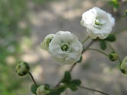 Image result for Spiraea prunifolia