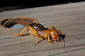 Image result for Stenostelma