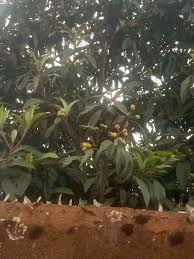 Image result for Rytigynia ruwenzoriensis