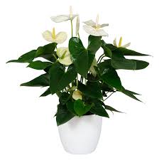 Pot size depends on the growing time. Anthurium Pot Anthura