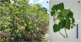 Image result for Menisorus pauciflorus