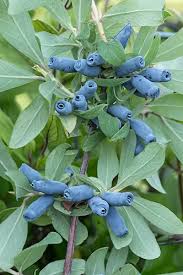 Image result for Lonicera confusa