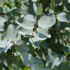 ユーカリ・グニー (Eucalyptus gunnii) 花言葉，毒性，よくある質問 - PictureThis