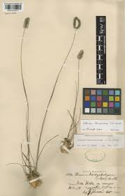 Image result for Ctenium concinnum