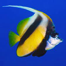 Red Sea Heniochus Heniochus Intermedius Meerestiere Stier