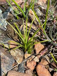 Image result for Isoetes