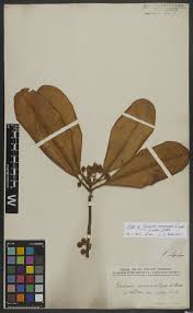 Image result for Christella gueinziana