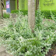 Image result for Rhagodia