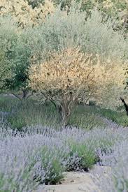 Pin By Noratrap On Plants Olive Trees Landscape Olive Trees Garden Landscape Trees