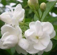 Jasminum Sambac Potted Plants Menanam Bunga Bunga Menanam