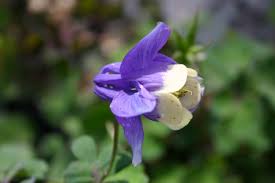 Image result for Aquilegia flabellata ministar