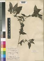 Image result for Heinsia zanzibarica