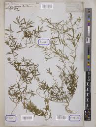 Image result for Afrohybanthus enneaspermus