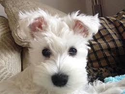 Black And White Mini Schnauzer Puppies I Am Dorothy A White Miniature Schnauzer Puppy And My Mum Is Helping Me Create A Diary A Legacy For My Miniature Schnauzer Puppies Schnauzer Schnauzer Puppy