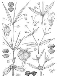 Image result for Oldenlandia goreensis