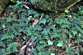 Image result for Vandenboschia