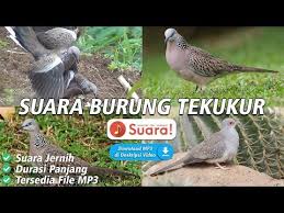 Terkukur walpeper / lihat ide lainnya tentang kartun, ilustrasi, lukisan disney. Burung Derkuku