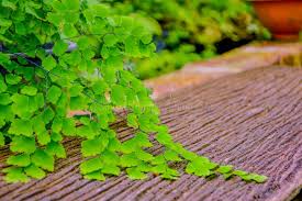 Image result for Pteridaceae