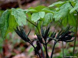 Blue Cohosh Herb Use And Pictures Planting Herbs Herbalism Herbs